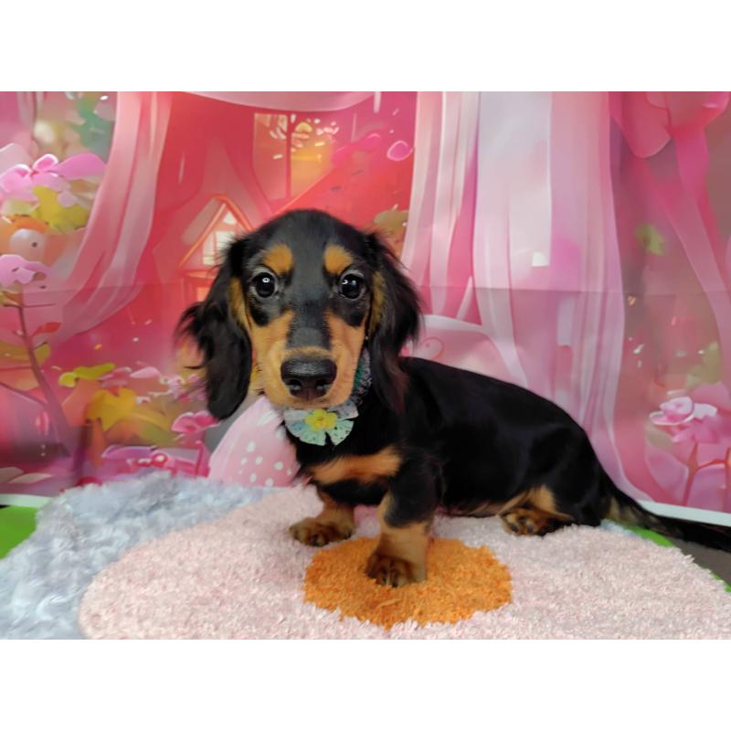 成約済の神奈川県のミニチュアダックスフンド(ロングヘアード)-400657の2枚目