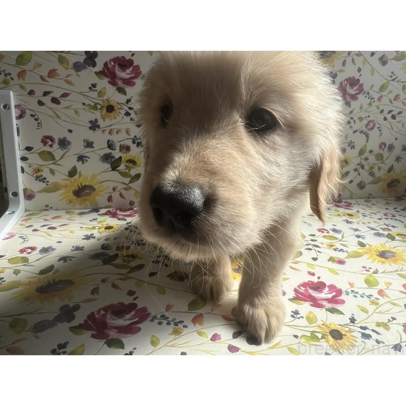 販売中の鹿児島県のゴールデンレトリーバー-418143の3枚目