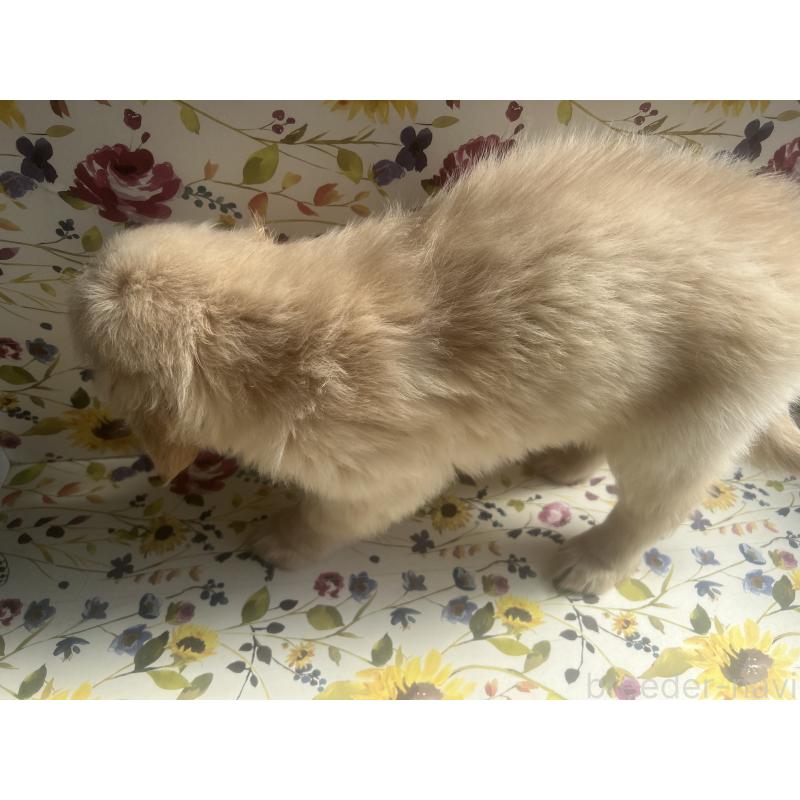 販売中の鹿児島県のゴールデンレトリーバー-418143の2枚目