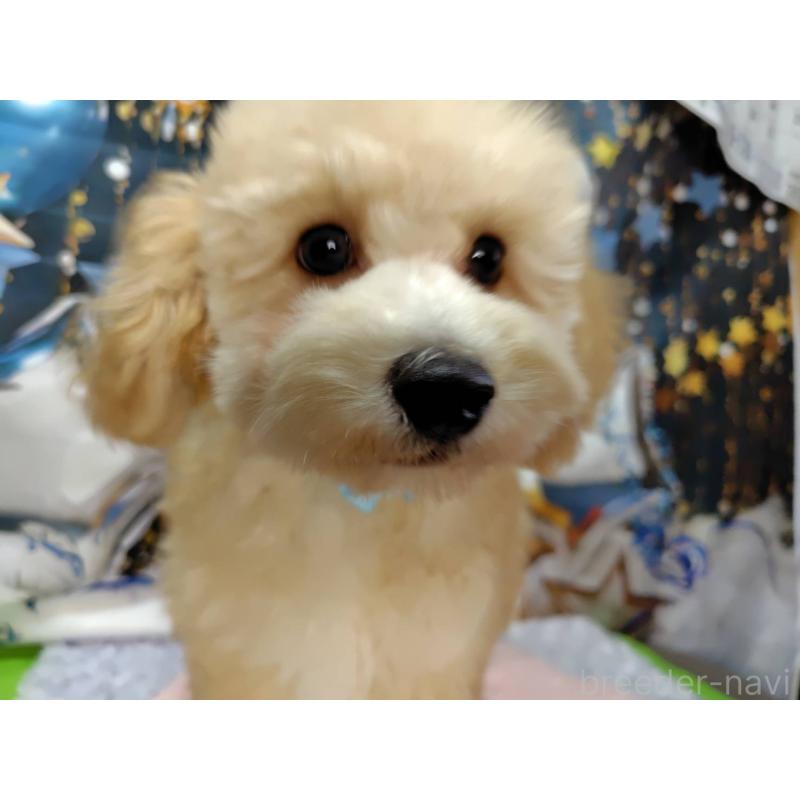 販売中の神奈川県のマルプー:マルチーズ×トイプードル-404066の8枚目