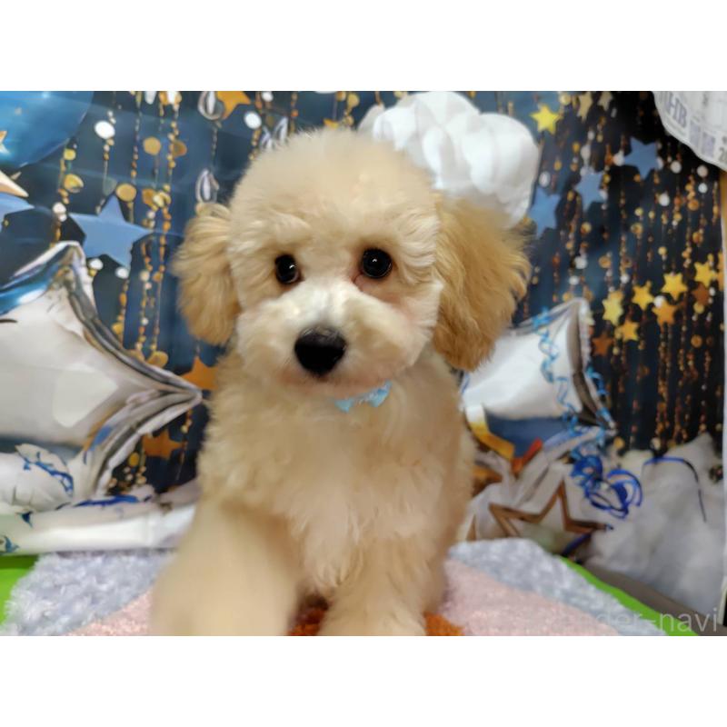 販売中の神奈川県のマルプー:マルチーズ×トイプードル-404066の7枚目