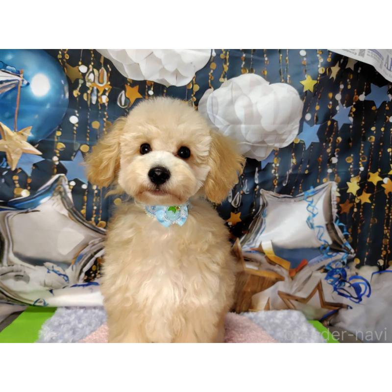 販売中の神奈川県のマルプー:マルチーズ×トイプードル-404066