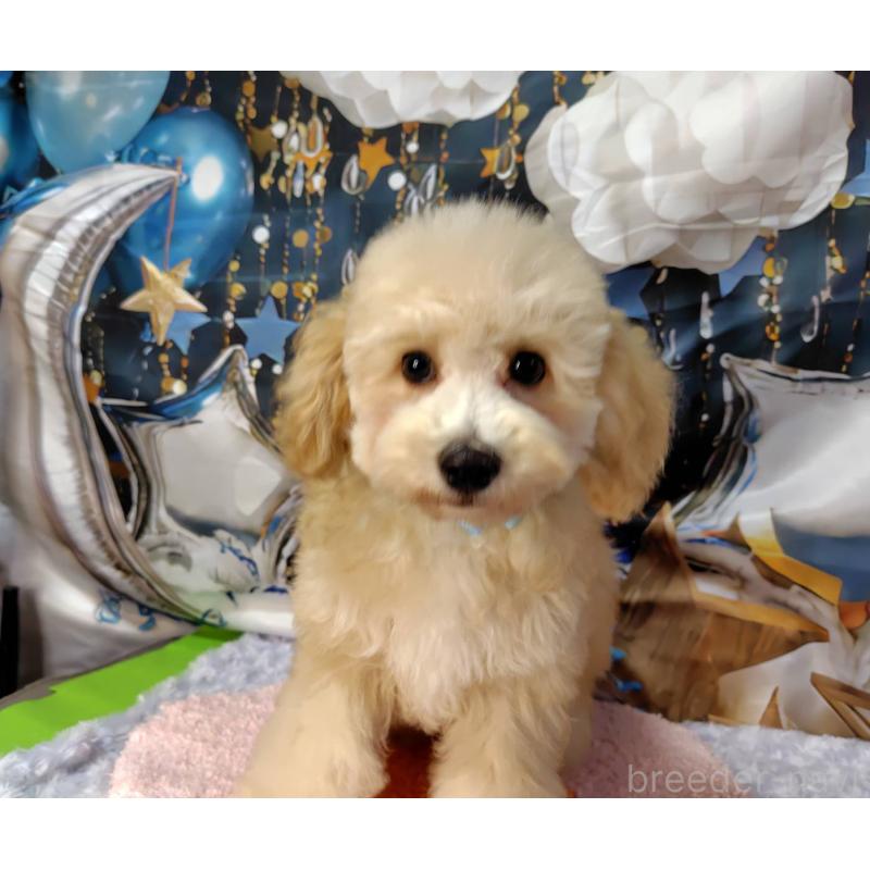 販売中の神奈川県のマルプー:マルチーズ×トイプードル-404066の5枚目