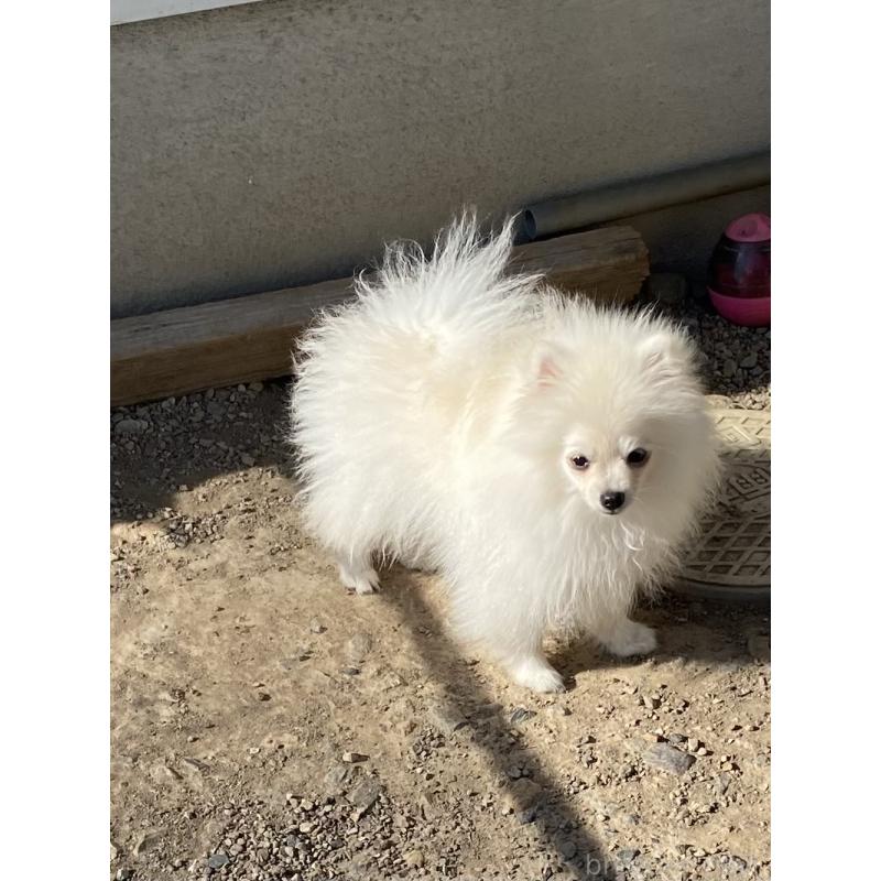 成約済の兵庫県のポメラニアン-420819の2枚目