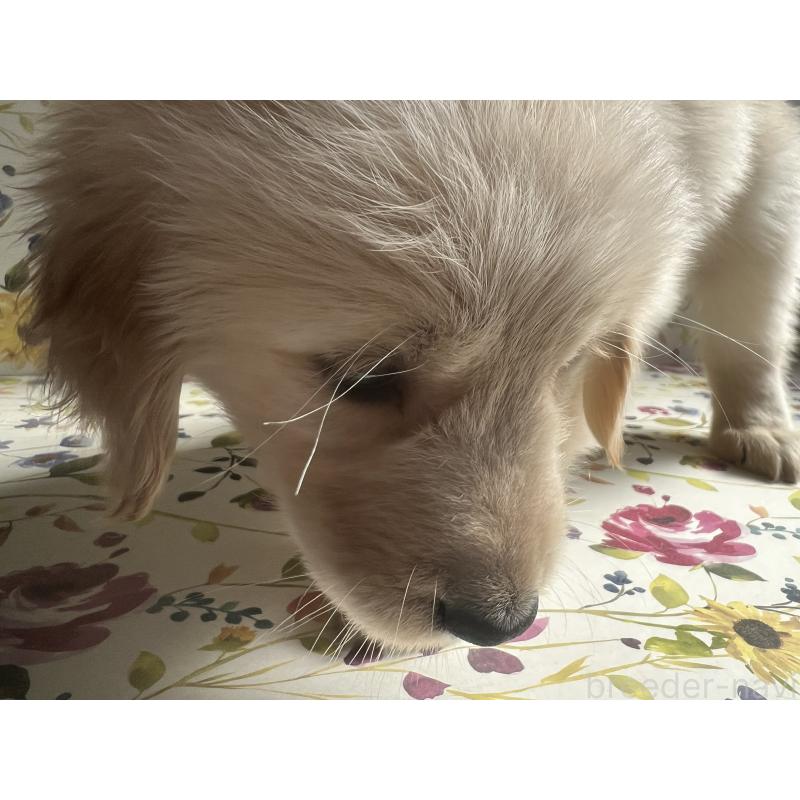 販売中の鹿児島県のゴールデンレトリーバー-425032の4枚目