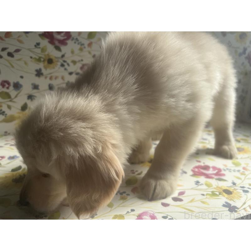 販売中の鹿児島県のゴールデンレトリーバー-425032の3枚目