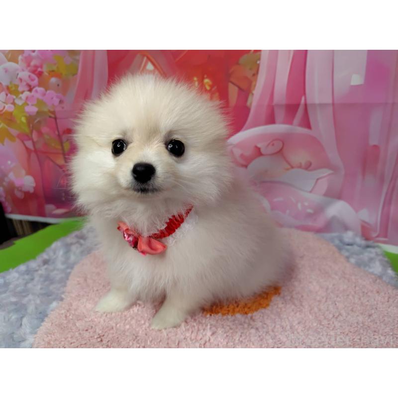 成約済の神奈川県のポメラニアン-415190の3枚目