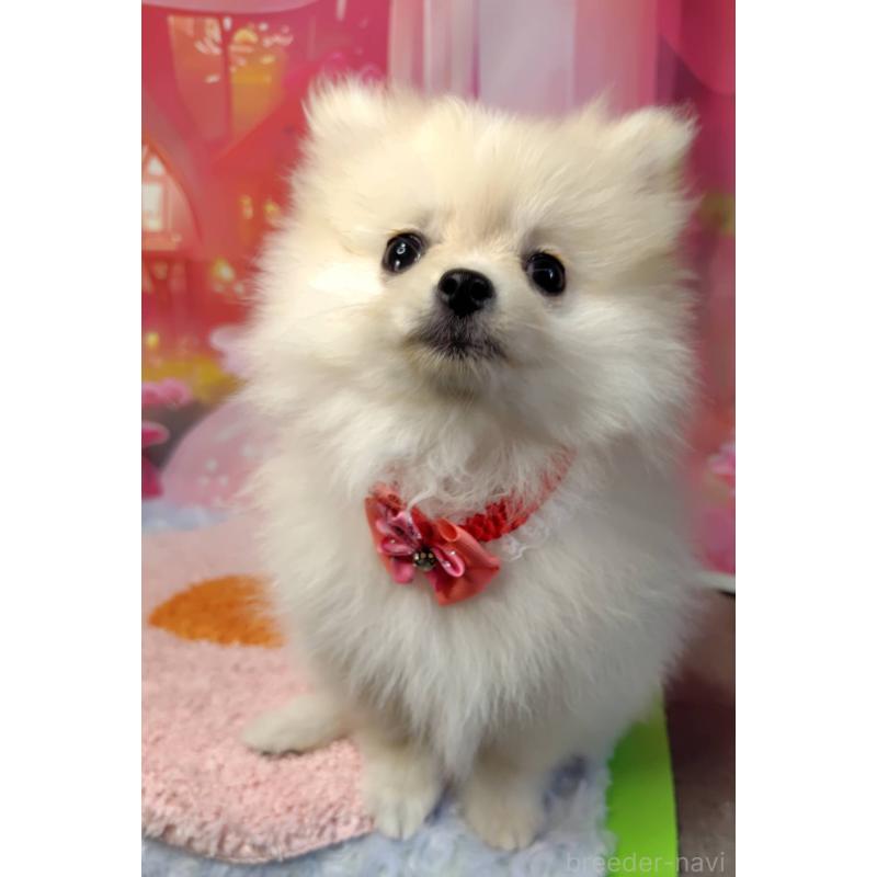 成約済の神奈川県のポメラニアン-415190の2枚目