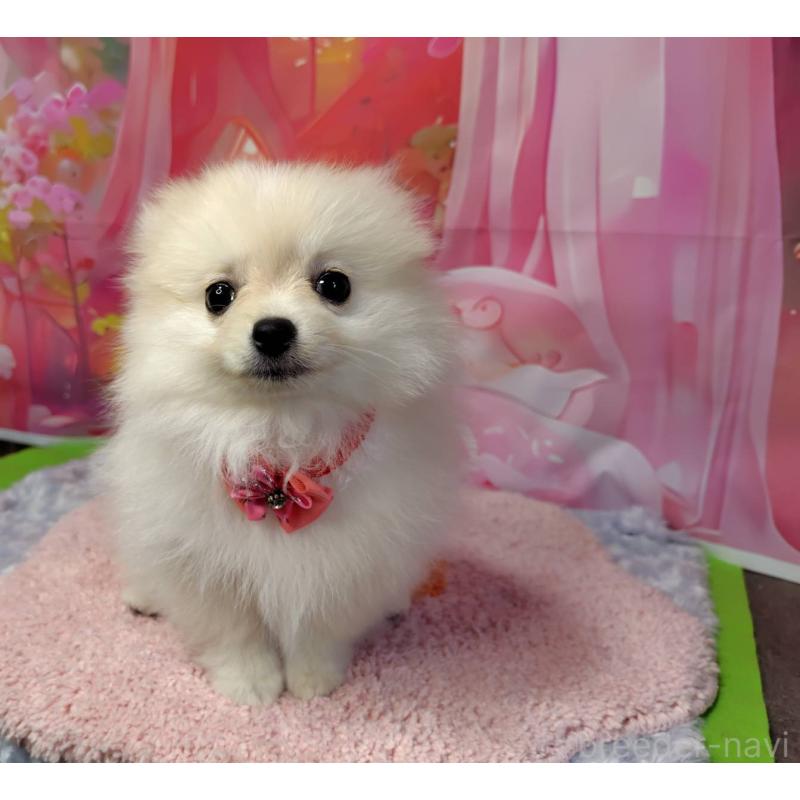 成約済の神奈川県のポメラニアン-415190の1枚目