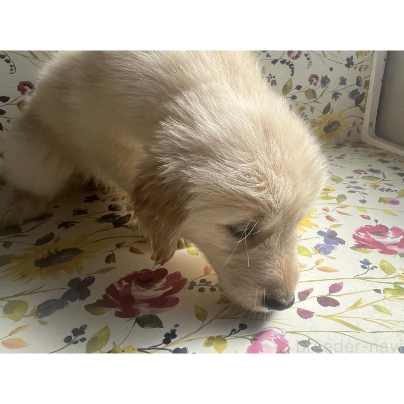 販売中の鹿児島県のゴールデンレトリーバー-425035の3枚目