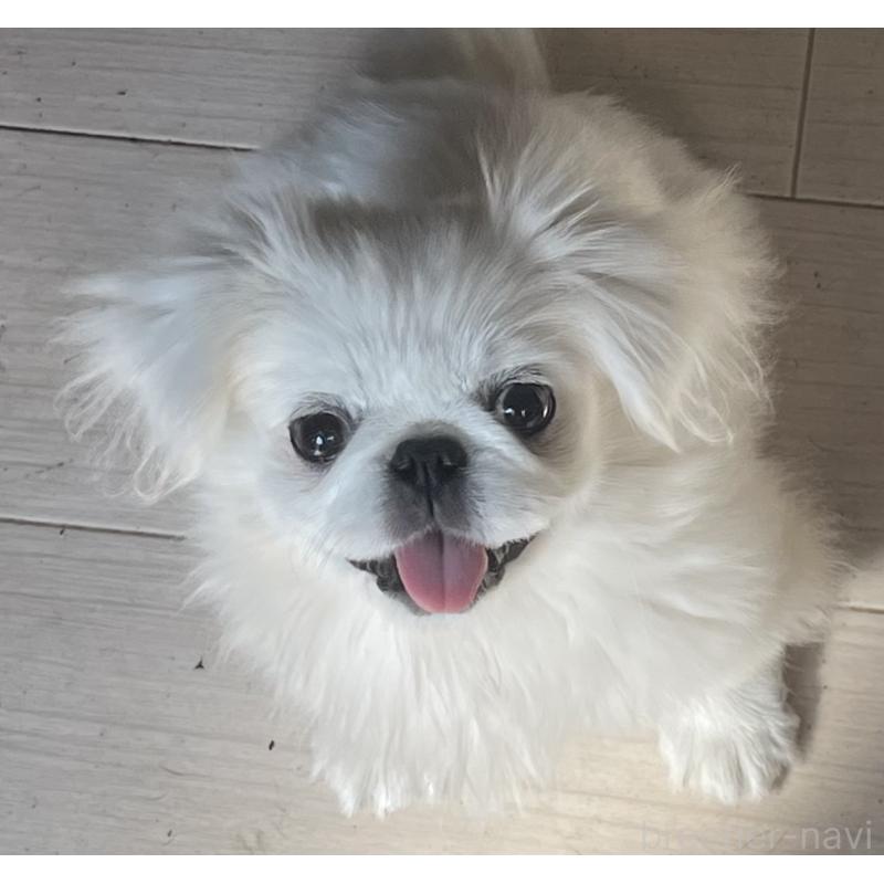 販売中の岡山県のペキニーズ-425041の1枚目
