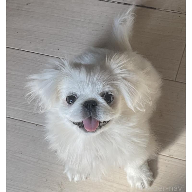 販売中の岡山県のペキニーズ-425041の9枚目