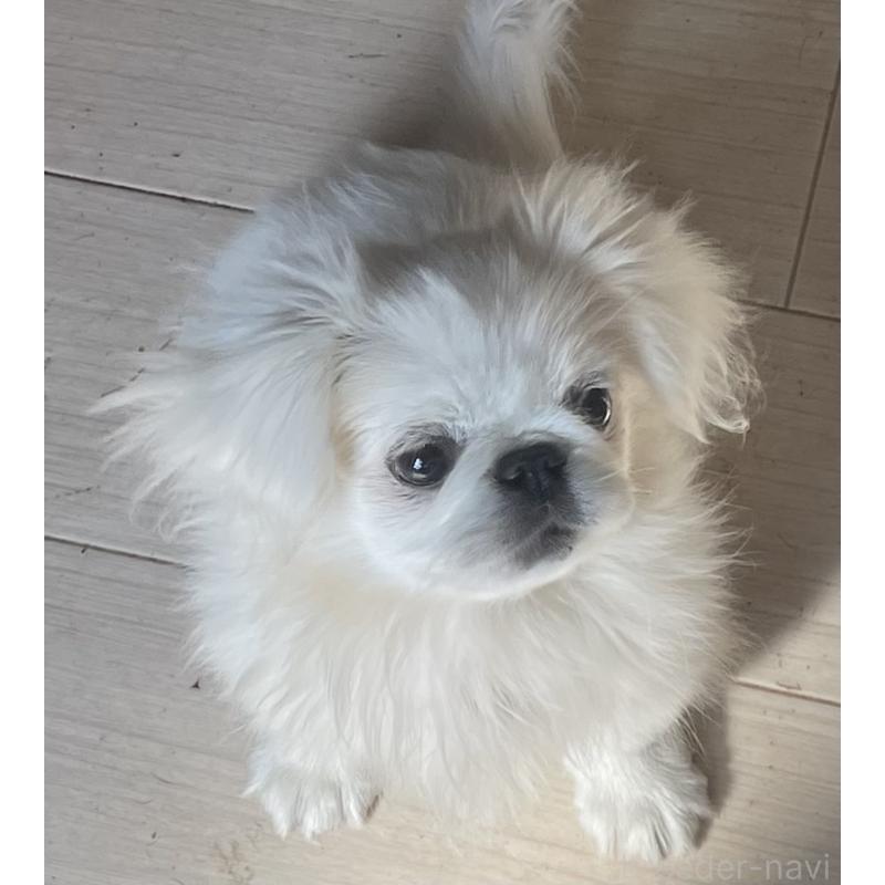 販売中の岡山県のペキニーズ-425041の8枚目