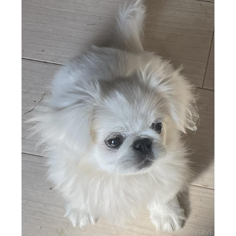 販売中の岡山県のペキニーズ-425041の7枚目