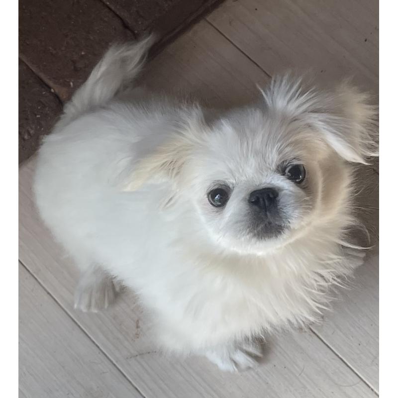 販売中の岡山県のペキニーズ-425041の6枚目