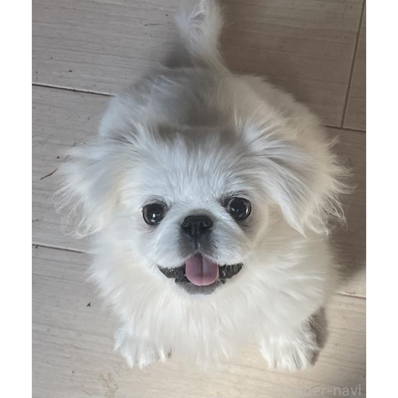 販売中の岡山県のペキニーズ-425041の5枚目