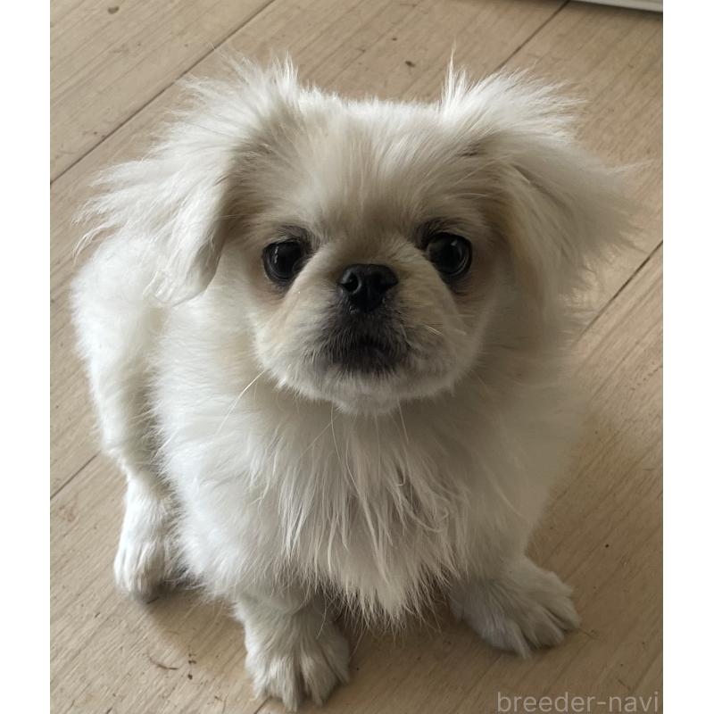 販売中の岡山県のペキニーズ-425041の4枚目