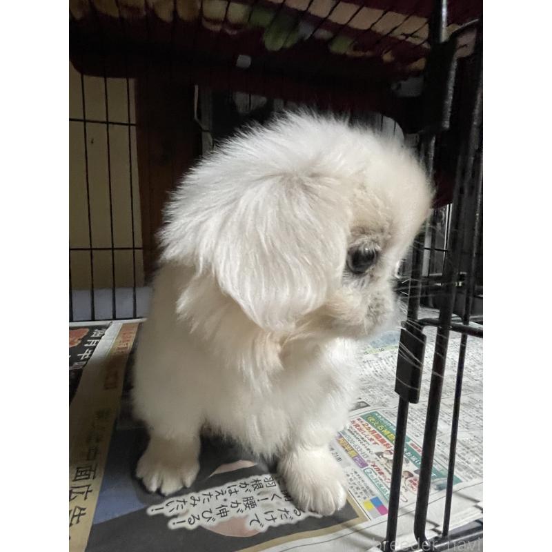 販売中の岡山県のペキニーズ-425041の2枚目