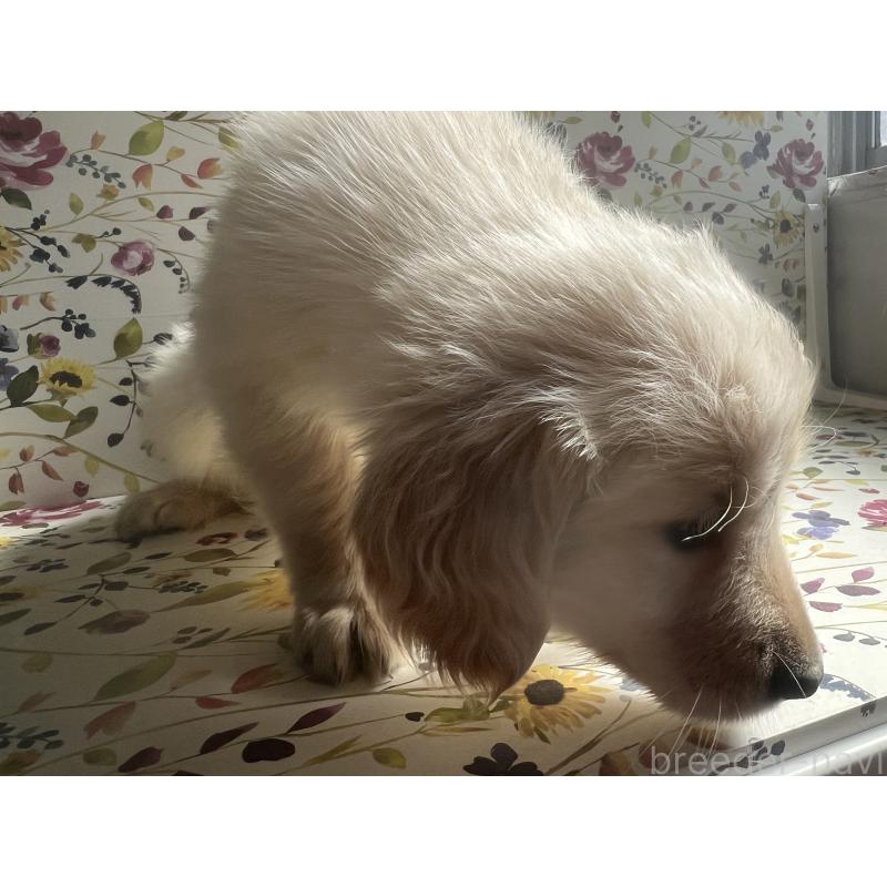 販売中の鹿児島県のゴールデンレトリーバー-425038の4枚目