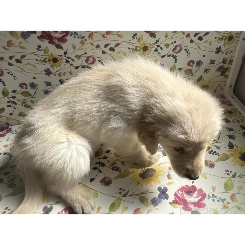 販売中の鹿児島県のゴールデンレトリーバー-425038の3枚目