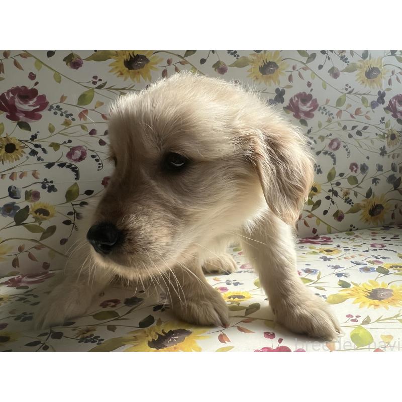 販売中の鹿児島県のゴールデンレトリーバー-425039の4枚目