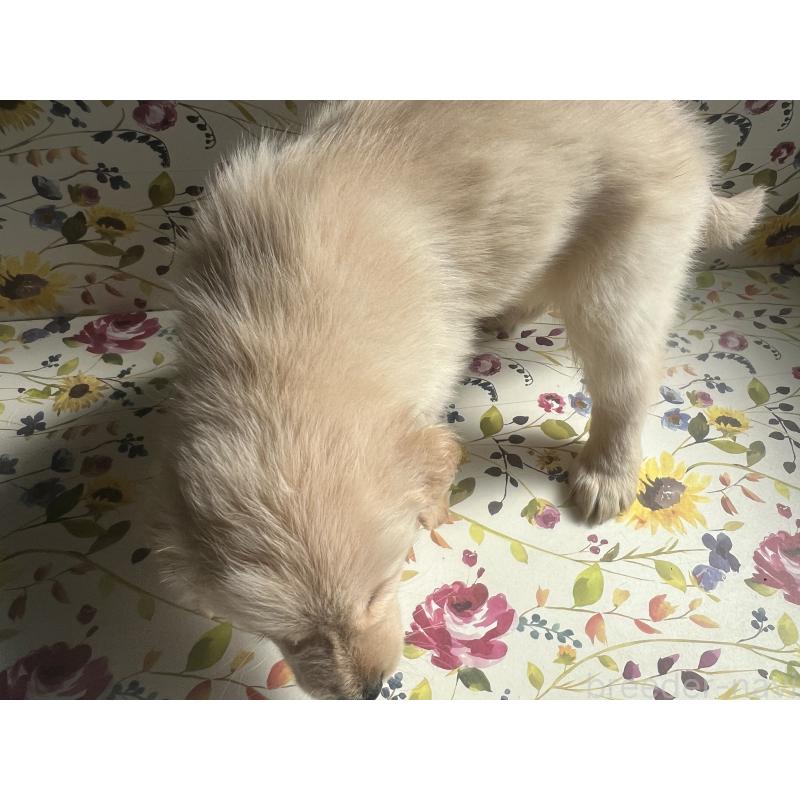 販売中の鹿児島県のゴールデンレトリーバー-425039の3枚目