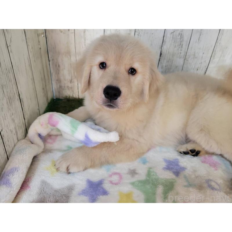 販売中の三重県のゴールデンレトリーバー-419832の5枚目
