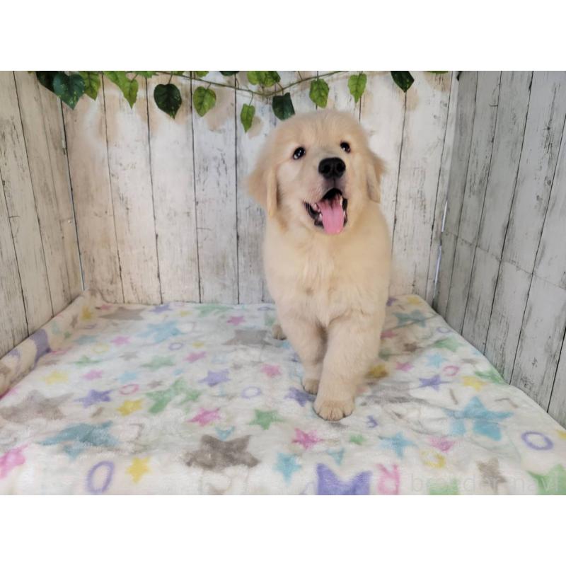 販売中の三重県のゴールデンレトリーバー-419832の4枚目