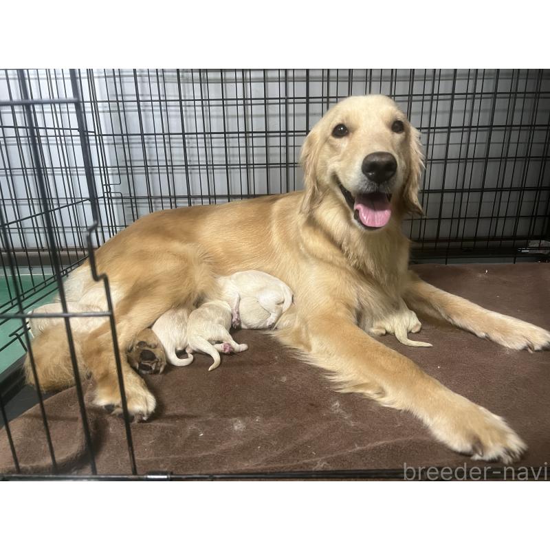 販売中の鹿児島県のゴールデンレトリーバー-425039の2枚目