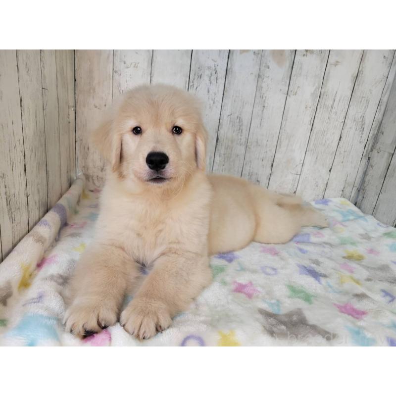 販売中の三重県のゴールデンレトリーバー-419832の3枚目