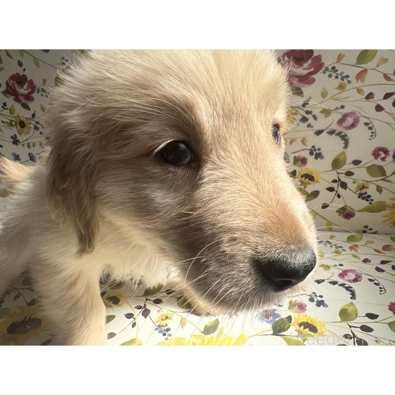 販売中の鹿児島県のゴールデンレトリーバー-425040の4枚目