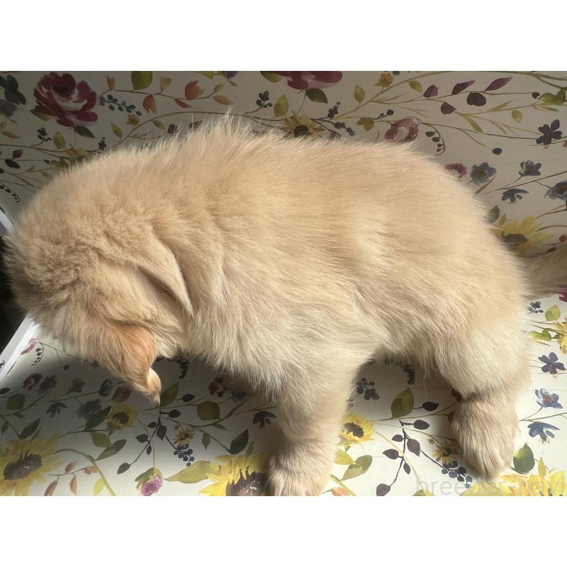 販売中の鹿児島県のゴールデンレトリーバー-425040の3枚目