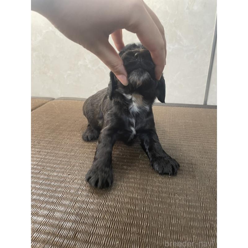 販売中の東京都のイングリッシュコッカースパニエル-425043の6枚目