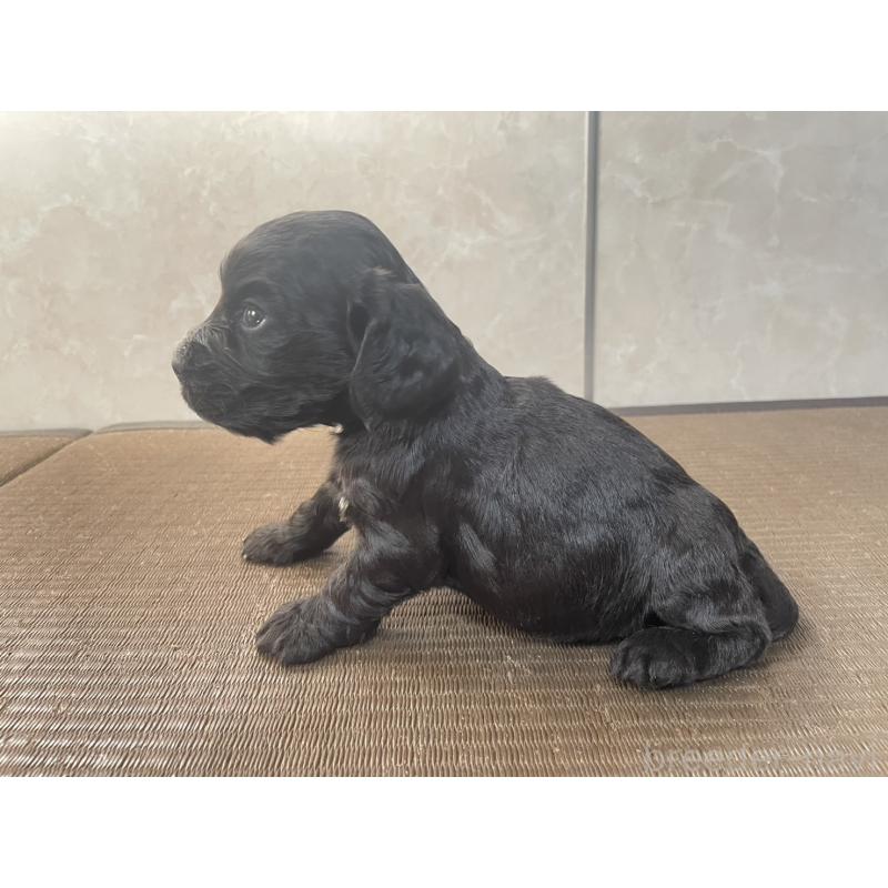 販売中の東京都のイングリッシュコッカースパニエル-425043の5枚目