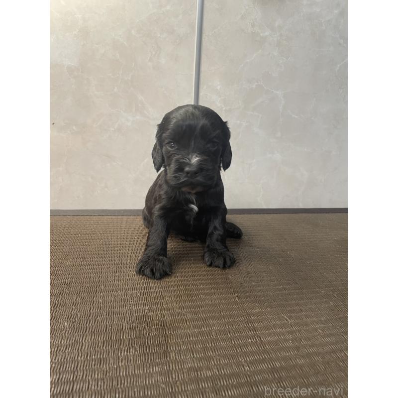 販売中の東京都のイングリッシュコッカースパニエル-425043の4枚目