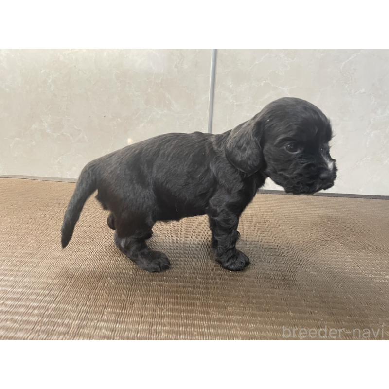 販売中の東京都のイングリッシュコッカースパニエル-425043の3枚目