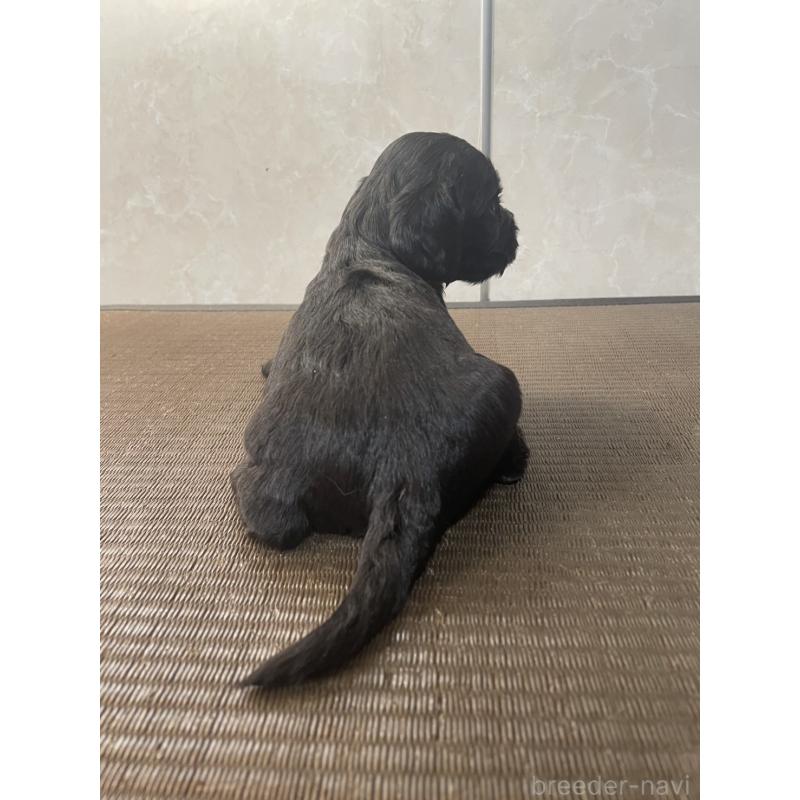 販売中の東京都のイングリッシュコッカースパニエル-425043の2枚目