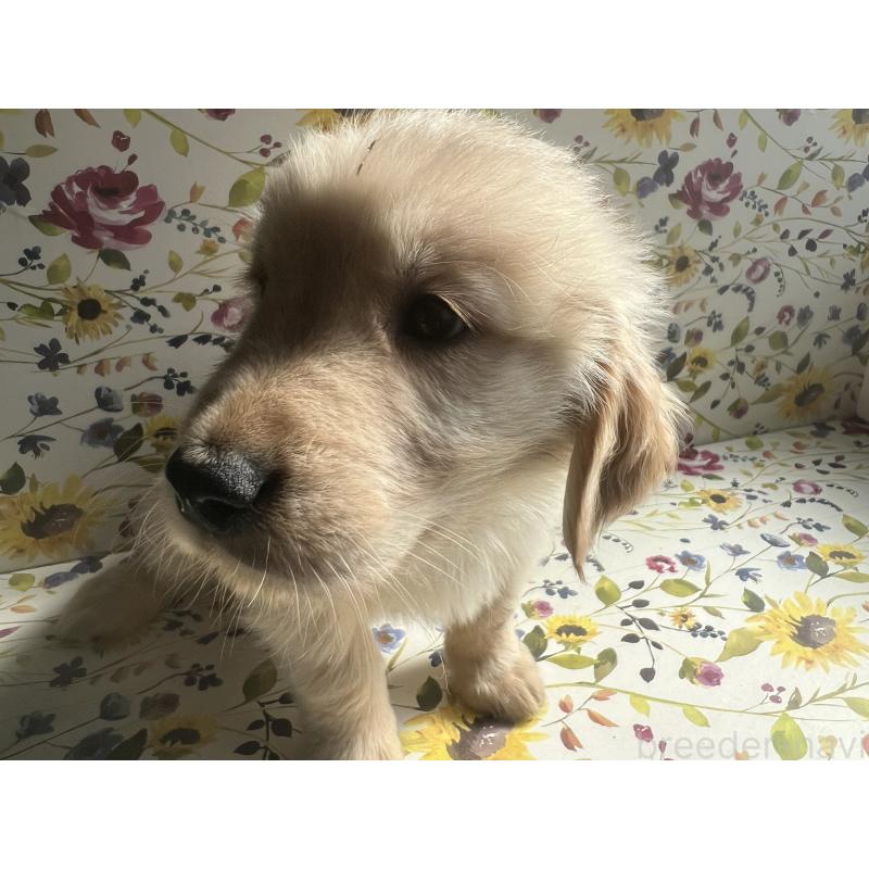 販売中の鹿児島県のゴールデンレトリーバー-416482の3枚目