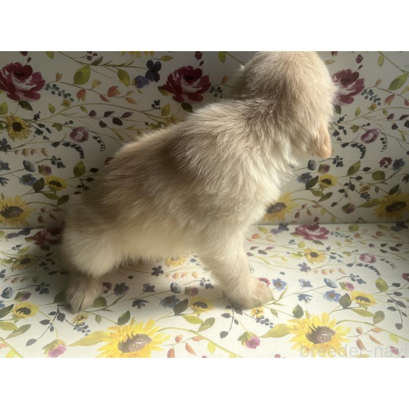 販売中の鹿児島県のゴールデンレトリーバー-416482の2枚目