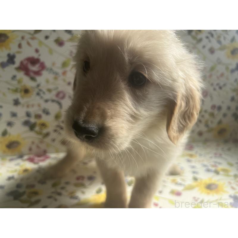 販売中の鹿児島県のゴールデンレトリーバー-425044の4枚目