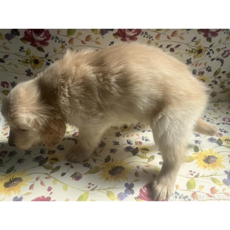 販売中の鹿児島県のゴールデンレトリーバー-425044の3枚目