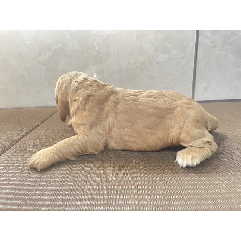 販売中の東京都のイングリッシュコッカースパニエル-425045の4枚目