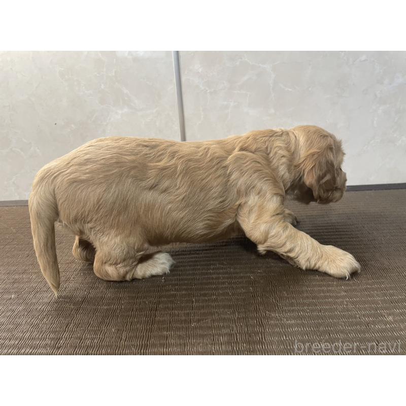 販売中の東京都のイングリッシュコッカースパニエル-425045の3枚目