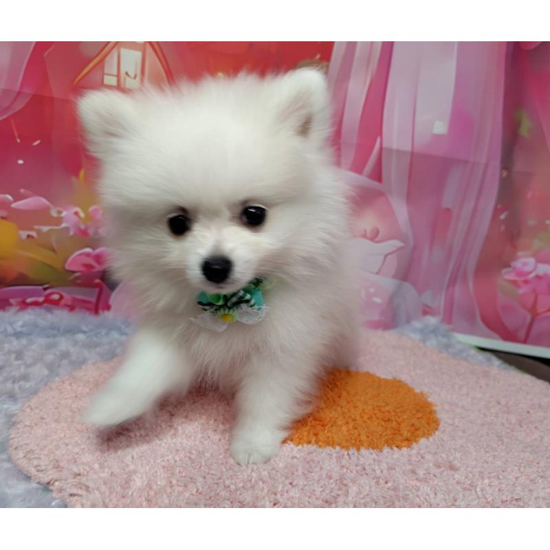 販売中の神奈川県のポメラニアン-417754の4枚目