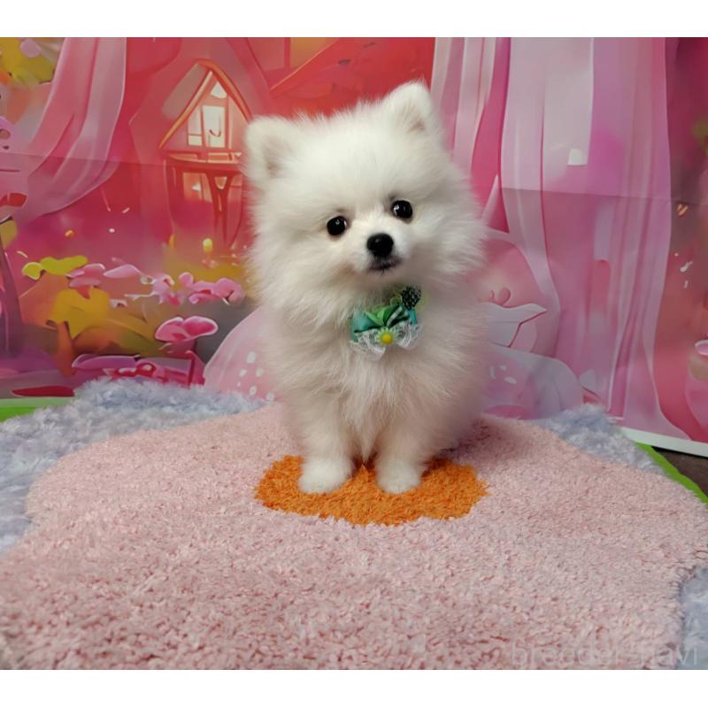 販売中の神奈川県のポメラニアン-417754