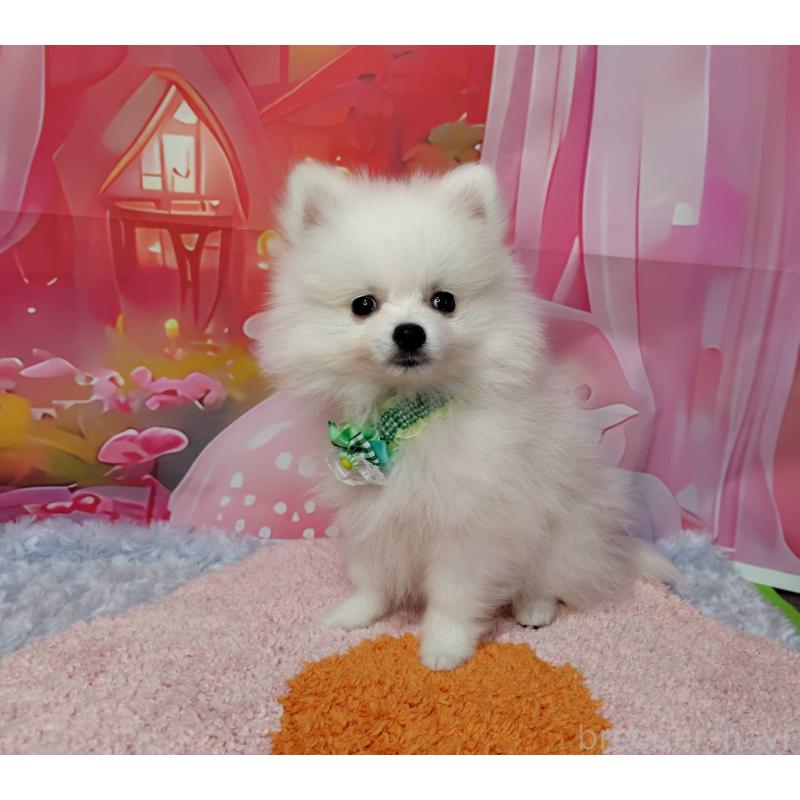 販売中の神奈川県のポメラニアン-417754の3枚目