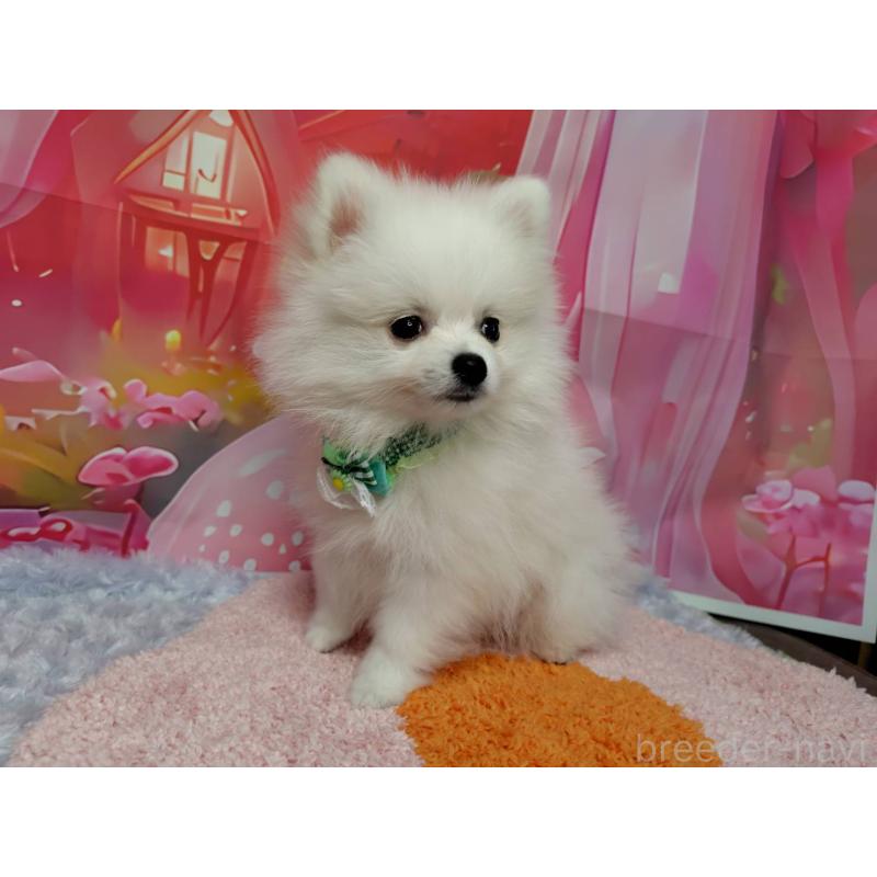 販売中の神奈川県のポメラニアン-417754の2枚目