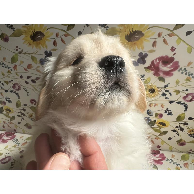 販売中の鹿児島県のゴールデンレトリーバー-425046の3枚目