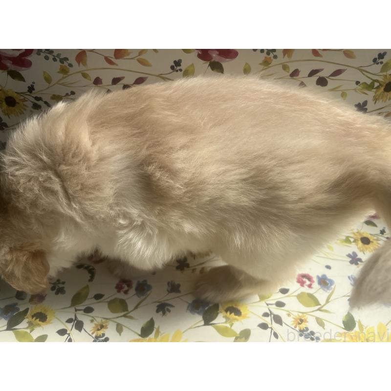 販売中の鹿児島県のゴールデンレトリーバー-425046の2枚目