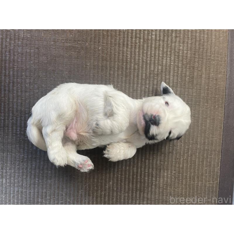 販売中の東京都のイングリッシュコッカースパニエル-425047の6枚目